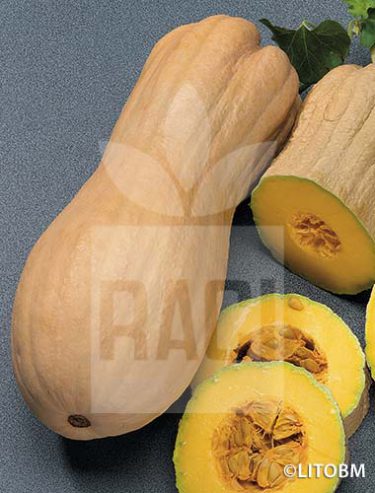 Zucca - VIOLINA (butternut rugosa)