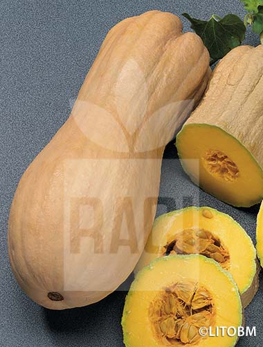 Zucca – VIOLINA (butternut rugosa)