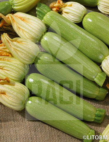 Zucchino – CLARITA F1