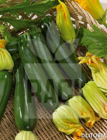 Zucchino – DIAMANT F1
