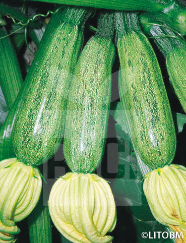 Zucchino – GREYZINI F1