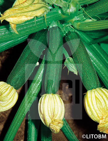Zucchino – STORR’S GREEN F1