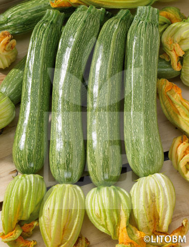Zucchino – ALBERELLO DI SARZANA