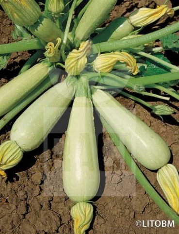 Zucchino – BIANCA DI TRIESTE