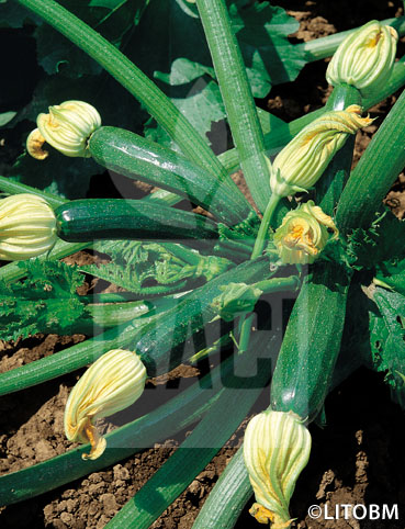 Zucchino – BLACK BEAUTY
