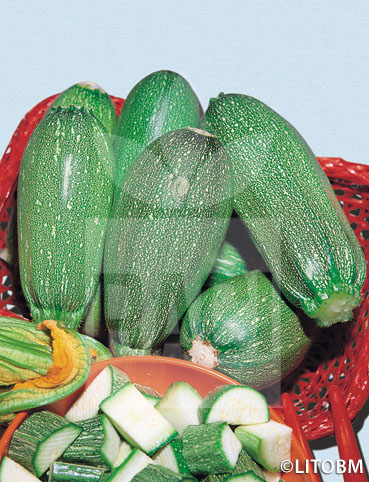 Zucchino – BOLOGNESE