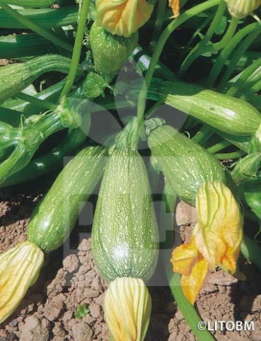 Zucchino – GREY ZUCCHINI