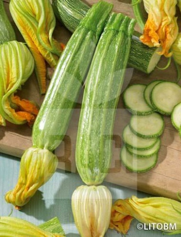 Zucchino – ROMANESCO