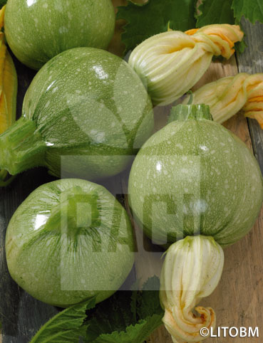 Zucchino – TONDO CHIARO DI NIZZA