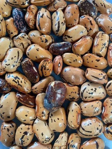 Fagiolo rampicante - DI SPAGNA A GRANO MARRONE - immagine 2