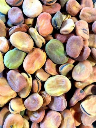 Fava - EXTRA PRECOCE A GRANO BIANCO - immagine 2
