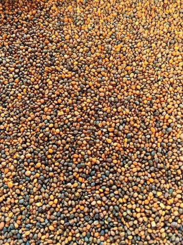 Rucola - SELVATICA A FOGLIA FRASTAGLIATA - immagine 2