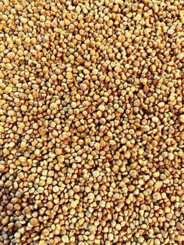 Valeriana - D’OLANDA A SEME GROSSO - immagine 2