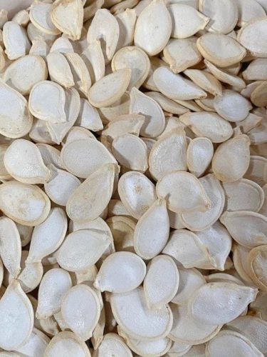 Zucca - MARINA DI CHIOGGIA - immagine 2